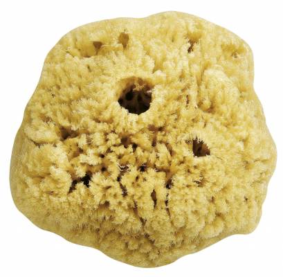 Tengeri szivacs Magic Sponge 12cm