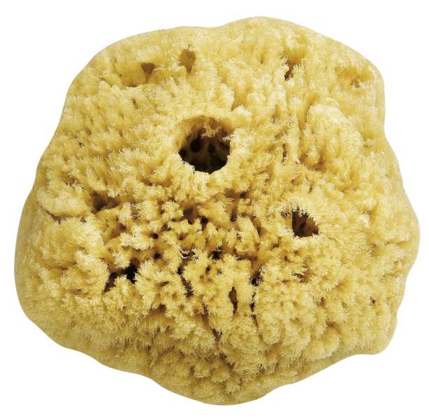 Tengeri szivacs Magic Sponge 12cm